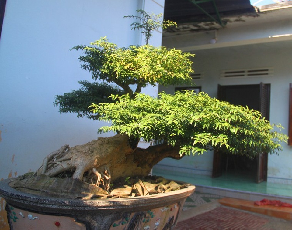Tác phẩm bonsai mai chiếu thủy lá kim có độ tuổi 20 năm có giá 20 triệu đồng.