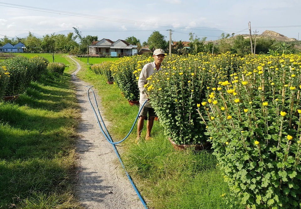Mãn nhãn với làng hoa cúc nổi tiếng Nam Trung Bộ ngày giáp Tết - 2 Người trồng hoa ở làng hoa Phong Phú tất bật chăm sóc cho vườn hoa cúc Tết