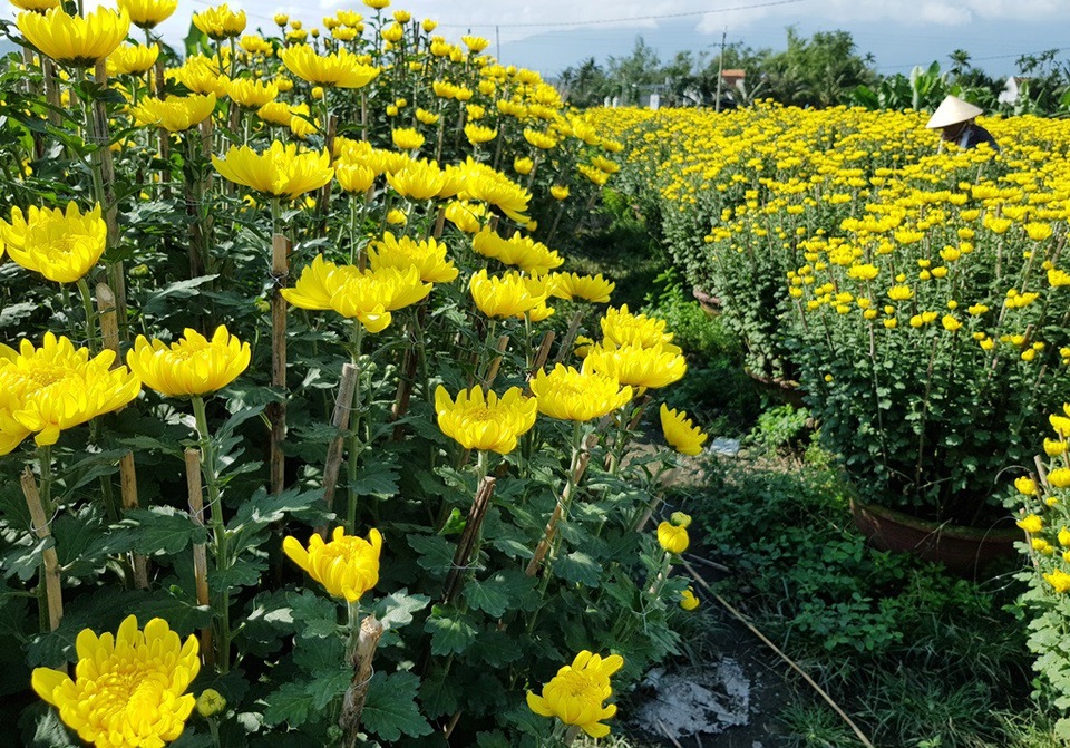 Mãn nhãn với làng hoa cúc nổi tiếng Nam Trung Bộ ngày giáp Tết - 6 Hiện nay, các thương lái TP HCM đổ xô đến làng hoa và thậm chí đã đặt mua hết vườn