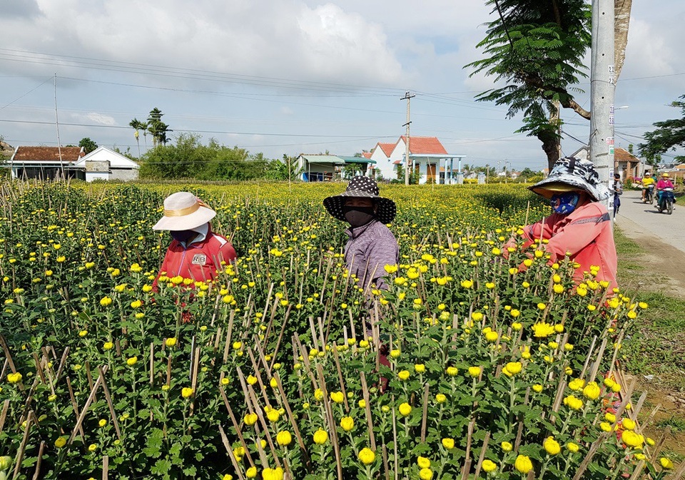 Mãn nhãn với làng hoa cúc nổi tiếng Nam Trung Bộ ngày giáp Tết - 9 Mãn nhãn với làng hoa cúc nổi tiếng Nam Trung Bộ ngày giáp Tết - 9