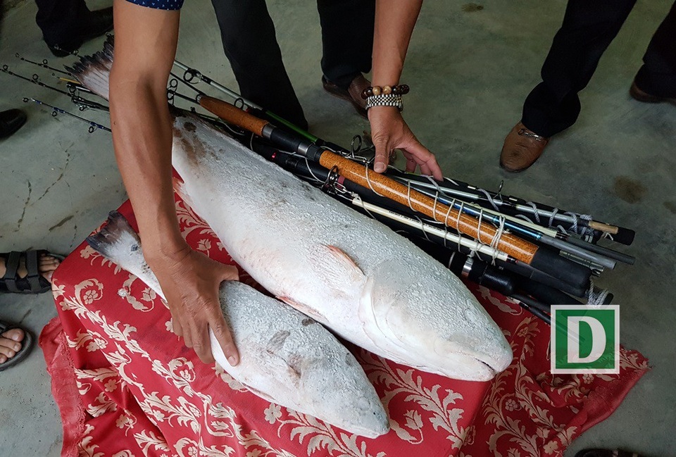 Cặp cá sủ vàng ở Nha Trang: Thương lái Trung Quốc đã mua 1,5 tỷ đồng - 2 
Cận cảnh cặp cá được cho là cá sủ vàng quý hiếm và bộ cần câu đã giúp các ngư dân kiếm được tiền tỷ.