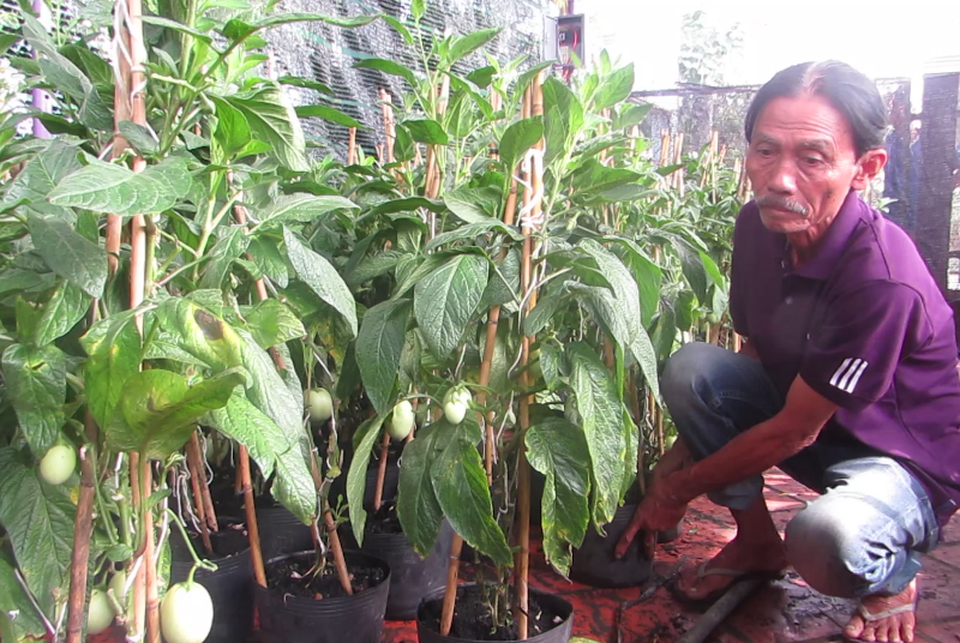 Dưa hấu tí hon “độc”, “lạ” của lão nông Sa Đéc - 2 Năm 2018 này là năm đầu tiên trồng thành công, với số lượng cung ứng cho thị trường khoảng 1000 gốc dưa Pepino loại 1.