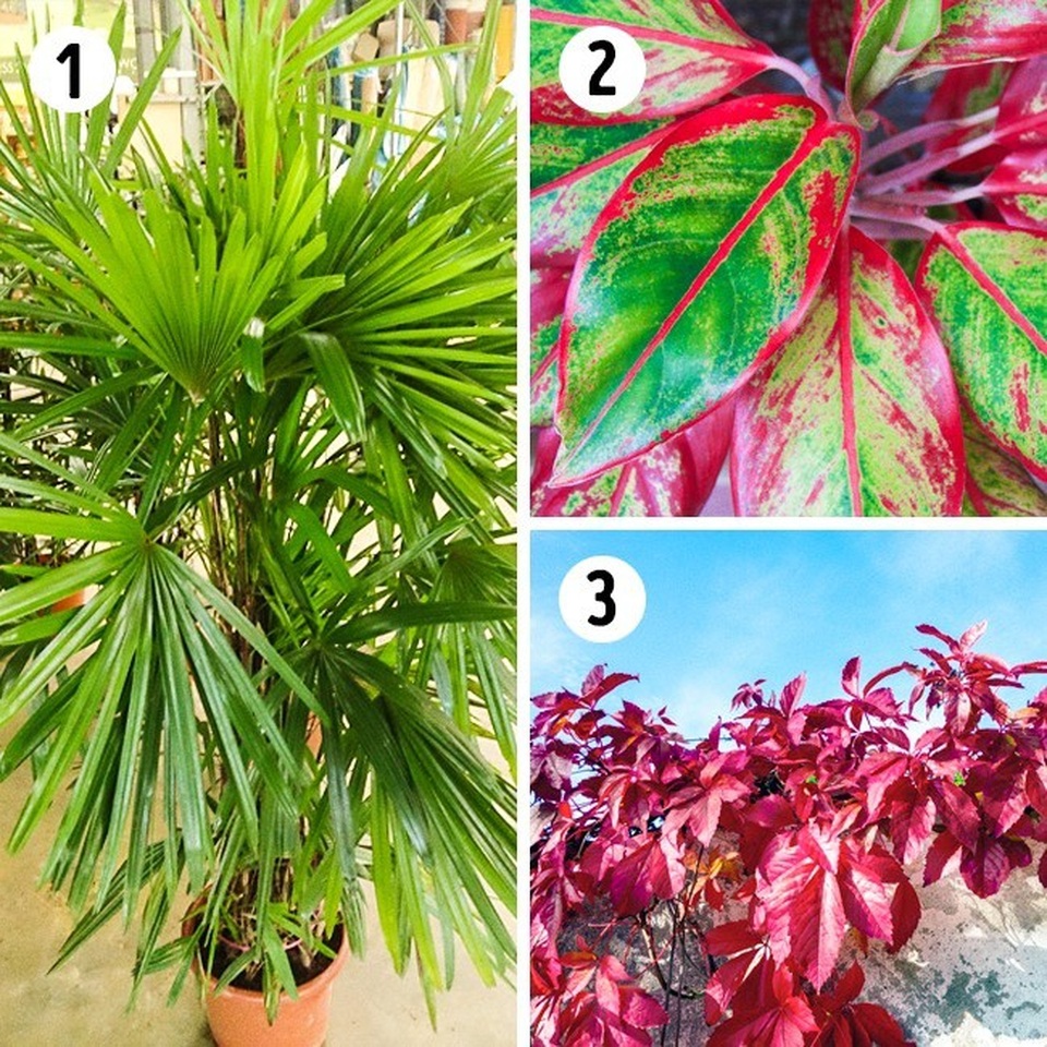 Cách lựa chọn cây cảnh trang trí cho "tổ ấm" ngày Xuân - 2 Cách lựa chọn cây cảnh trang trí cho "tổ ấm" ngày Xuân - 2