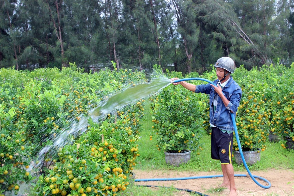 Quất Tết bất ngờ vàng lá, rụng quả, nhà vườn thất thu - 3
Theo người trồng nếu số quất này cứu được thì giá bán cũng thấp đi so 1 nửa với quất bình thường