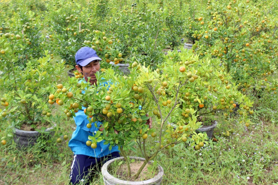 Quất Tết bất ngờ vàng lá, rụng quả, nhà vườn thất thu - 2
Hiện nhà vườn đang cố gắng cứu Quất để bán được trong dịp tết