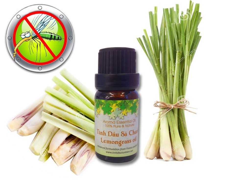 Những sai lầm khi tránh muỗi - 1 Những sai lầm khi tránh muỗi - 1