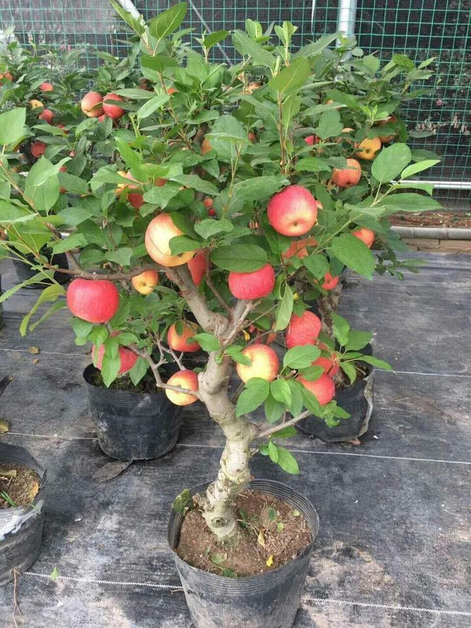 Táo đỏ Trung Quốc nguyên cây trưng Tết: Có độc, cấm ăn - 3
Năm nay táo bonsai được trồng nhiều ở Việt Nam, người chơi thoả sức lựa chọn