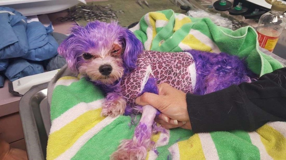Lí do bạn không nên nhuộm lông thú cưng bằng thuốc nhuộm tóc của người - 2
Cô chó nhỏ Violet được điều trị tại Dịch vụ Động vật Hạt Penillas.