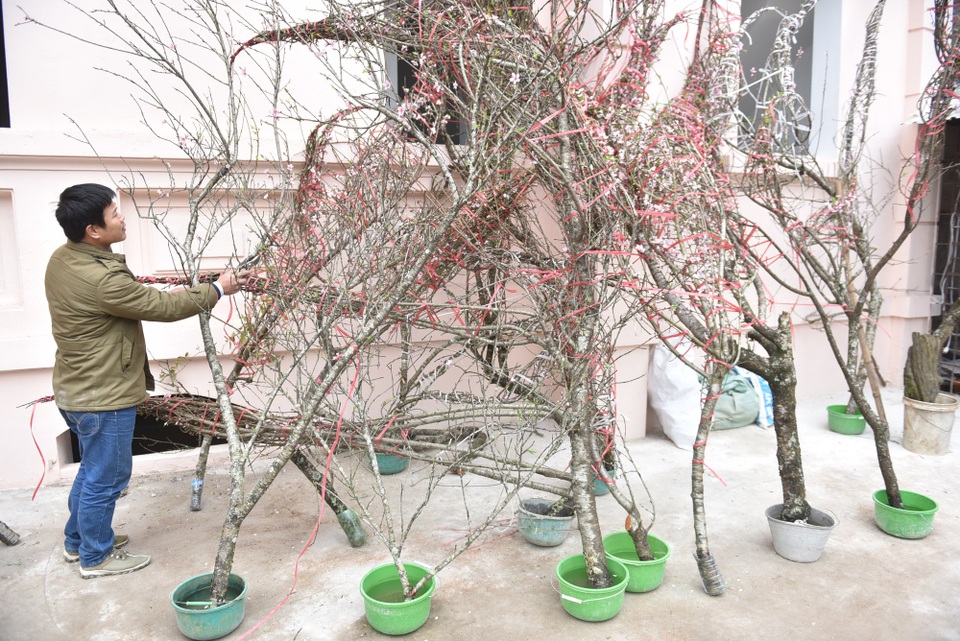 Đào rừng Tây Bắc xuống phố ở Hà Nội - 1
Trong vài năm gần đây, đào rừng được một số người quan tâm, chọn chơi vì mang vẻ đẹp khác lạ so với đào cành, đào thế truyền thống của vùng đồng bằng. Mới qua Rằm tháng Chạp, một số điểm bán cây cảnh Tết ở Hà Nội đã xuất hiện những cành đào rừng Tây Bắc, được khá nhiều khách quan tâm.