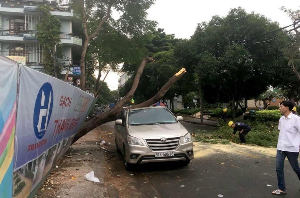 TPHCM: Cây xanh bật gốc đè bẹp ô tô - 2 Chiếc ô tô bè đè bẹp