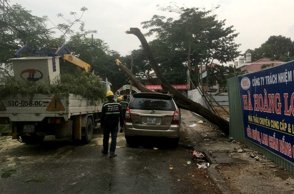 TPHCM: Cây xanh bật gốc đè bẹp ô tô - 4 Nhân viên cây xanh đến thu dọn hiện trường