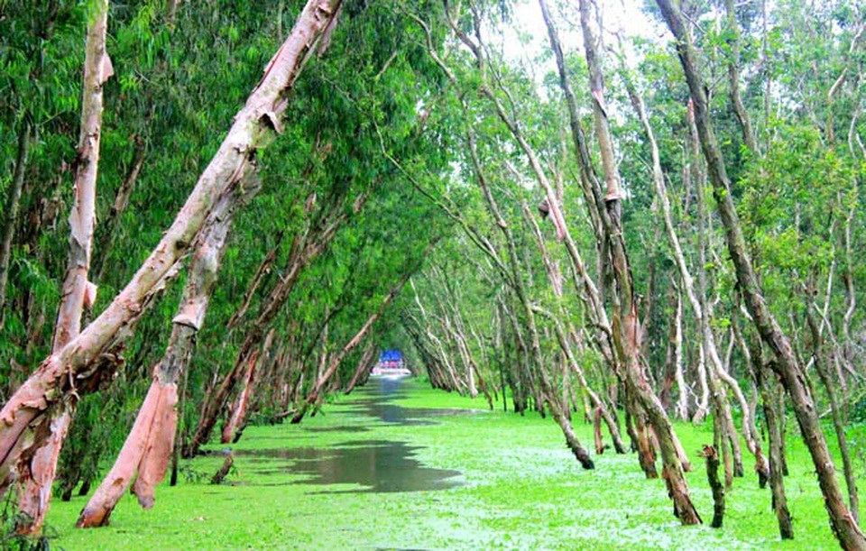 An Giang: Rừng tràm Trà Sư đẹp nhất mùa nước nổi - 11 An Giang: Rừng tràm Trà Sư đẹp nhất mùa nước nổi - 11