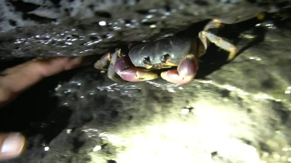 Khi phát hiện có ánh đèn, cua đá sẽ nhanh chân chui vào các hốc đá. Lúc đó phải dùng một cây gậy nhỏ để đưa con cua ra ngoài. Trung bình mỗi đêm có thể bắt được khoảng 1 kg. Riêng thời điểm cuối hè là lúc cua ra biển đẻ trứng nên việc bắt cua dễ dàng hơn.