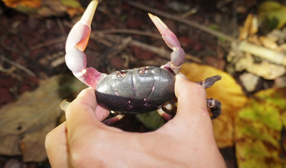 Cua đá có bề ngoài khá hung dữ, vỏ màu đen hoặc đỏ để ngụy trang trong đá nham thạch. Vỏ của loài cua này rất cứng. Phần lớn người dân chỉ chọn bắt cua đực vì càng to, thịt nhiều.