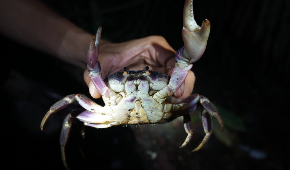 Quảng Ngãi: Săn cua trong đá nham thạch ở đảo Bé - 4