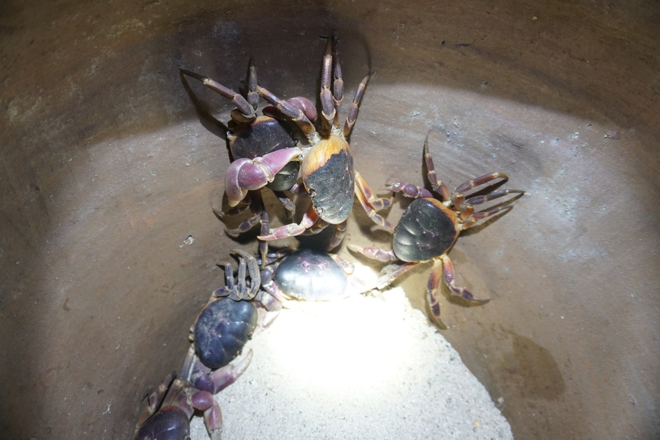 Cua đá ăn cỏ, rong rêu mọc trên đá nham thạch nên rất sạch và thịt có vị ngon, ngọt tự nhiên. Cua đá hiện là đặc sản được du khách ưa chuộng khi đến tham quan đảo Bé. Hiện cua đá được bán với giá từ 550 - 600 ngàn đồng/kg.