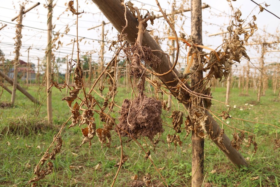 Ngoài việc chém đứt gốc, kẻ xấu còn dùng tay nhổ cả gốc cây sa chi.