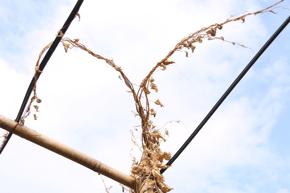 
Nhìn những ngọn cây xanh tốt đầy sức sống bỗng nhiên chết khô, tôi thấy vô cùng bức xúc, một người làm vườn cho bà Oanh chia sẻ.
