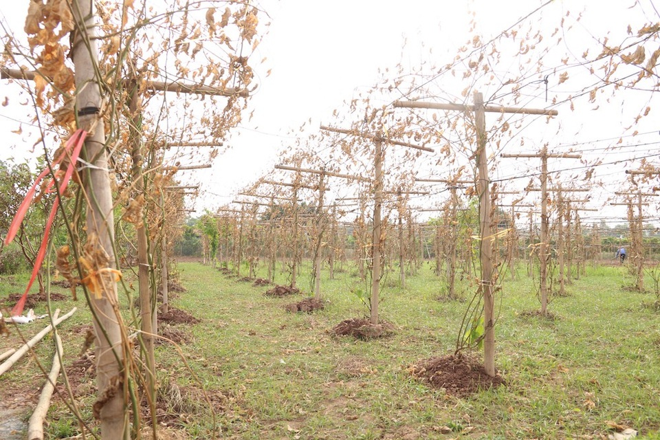 
Tôi là người đầu tiên trồng thử nghiệm giống cây sa chi ở Hà Nội. Trước đây, cây chỉ được trồng nhiều ở Tây Nguyên. Mọi thứ đang tiến triển rất tốt, nếu sau loạt cây đầu tiên này thành công tôi sẽ nhân giống, mở rộng diện tích trồng trên địa bàn xã Vạn Phúc nhưng không ngờ lại bị phá hoại như vây, bà Oanh chia sẻ.
