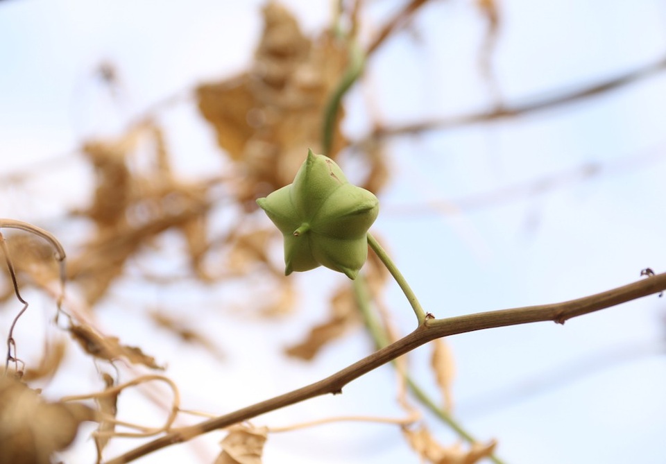 
Bà Oanh cho hay, bà là người địa phương, những người làm thuê cho gia đình bà cũng là người địa phương, đều sống ôn hòa không gây hấn gì với ai, nên sự việc xảy ra khiến bà choáng váng.
