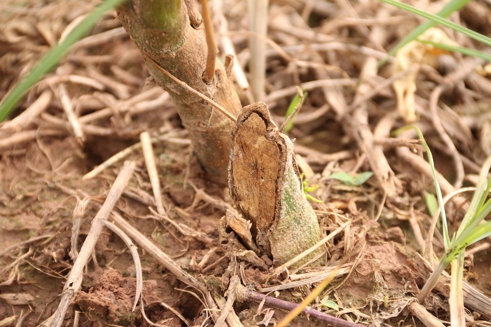 
Chứng kiến cảnh vườn cây mình bỏ bao công lao, tiền của chăm sóc giờ mất trắng, bà Oanh vô cùng bức xúc.
