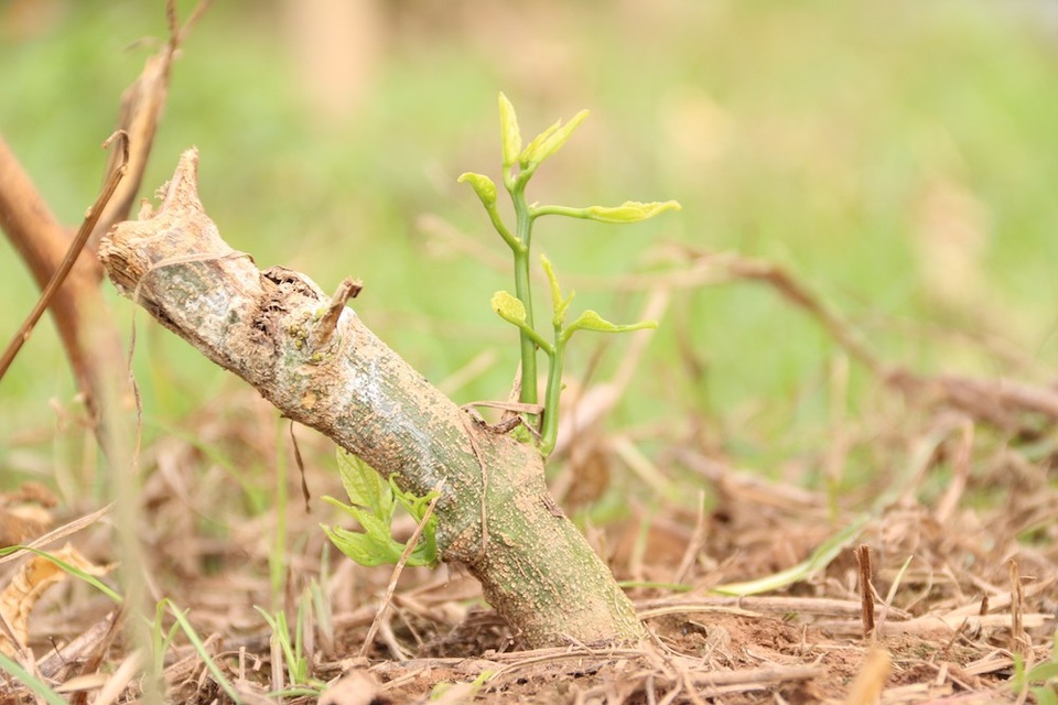 
Với những gốc cây bị chặt, đoạn thân gốc còn dài bà Oanh đang cố gắng chăm sóc để cây nẩy mầm, mong cứu lại được.
