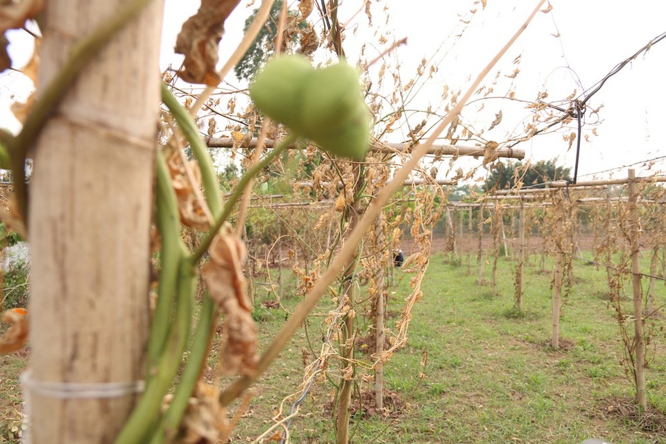 
Sự việc xảy ra cách đây khoảng nửa tháng, chỉ sau một đêm hơn 200 gốc cây sa chi đang độ ra hoa kết quả thì bị kẻ xấu cắt gốc dẫn đến cây chết hàng loạt.
