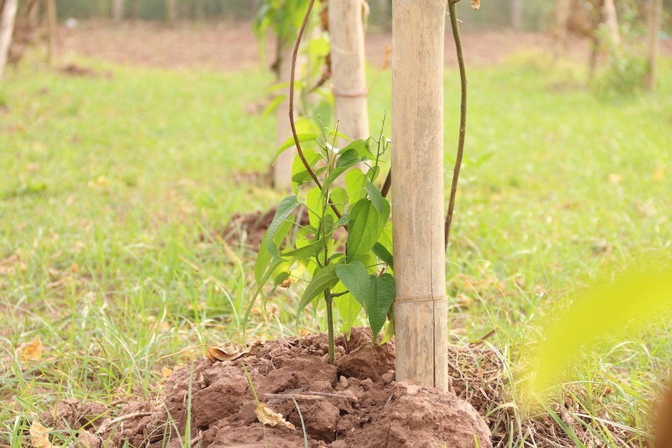 
Sau khi vụ việc xảy ra, bà Oanh đã trình báo chính quyền địa phương, tuy nhiên vụ việc đến nay vẫn đang trong quá trình điều tra. Lãnh đạo xã Vạn Phúc xác nhận có vụ việc như trên xảy ra trên địa bàn.
