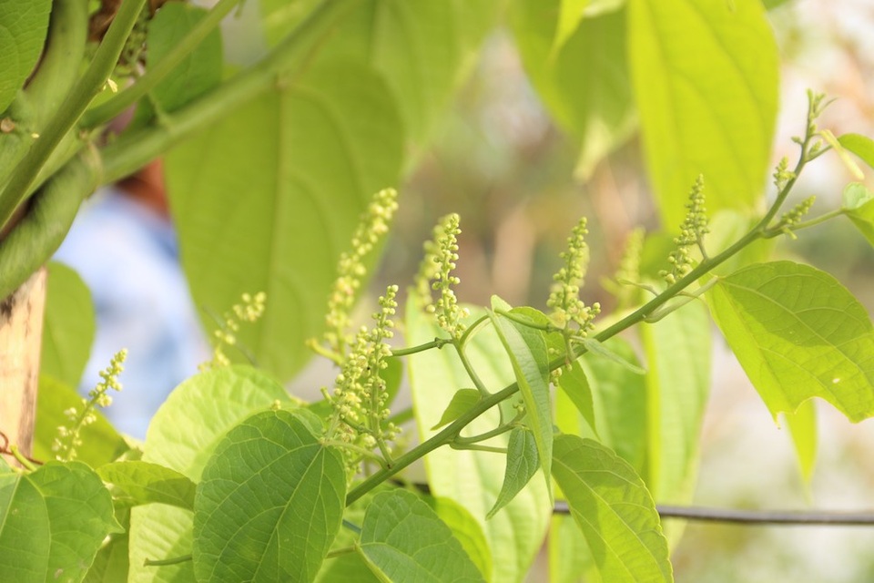 
Nhờ những dưỡng chất có giá trị dinh dưỡng cao nên cây sa chi được coi là một loại dầu thực vật rất cao cấp.
