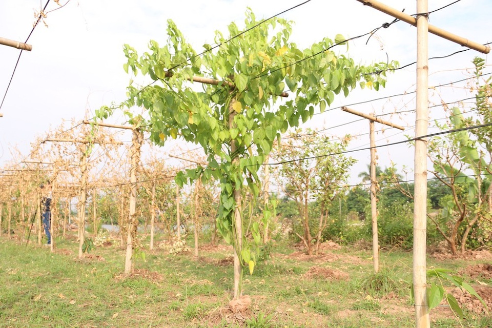 
Cả vườn có 203 gốc cây thì bị chém đứt 201 gốc, duy nhất chỉ còn lại hai gốc bị chém không đứt nên vẫn còn sống. Sau khi thấy gốc bị chém không đứt, bà Oanh đã dùng nhiều biện pháp kỹ thuật để cứu chữa cho cây.
