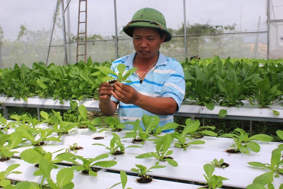 Người đầu tiên ở xứ Nghệ tiên phong với cách trồng rau không cần đất - 2 Loại rau thủy canh được anh nam chăm sóc cẩn thận.