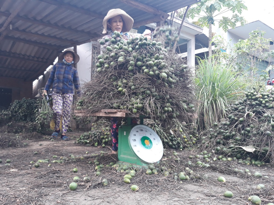 Quảng Ngãi: Cau sốt giá, người dân "bỏ túi" hàng chục triệu đồng mỗi tháng - 1 Giá cau ở Quảng Ngãi tăng đột biến mang về nguồn thu nhập khá cao cho người dân.