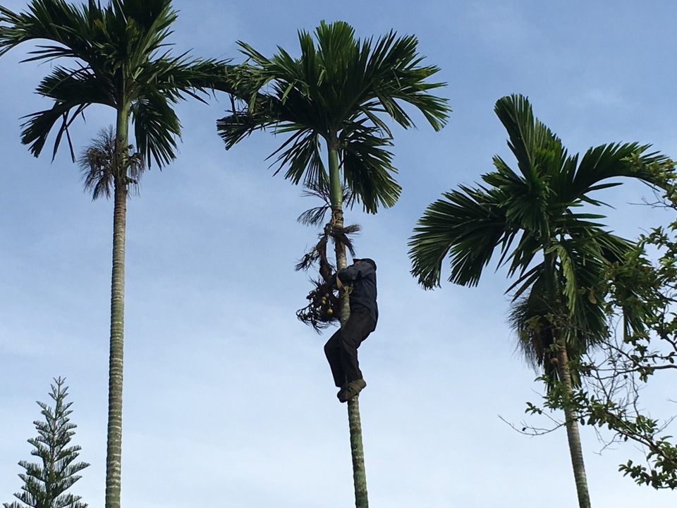 Quảng Ngãi: Cau sốt giá, người dân "bỏ túi" hàng chục triệu đồng mỗi tháng - 2 Cau được mùa, được giá còn mang lại thu nhập khá cho người thu mua.