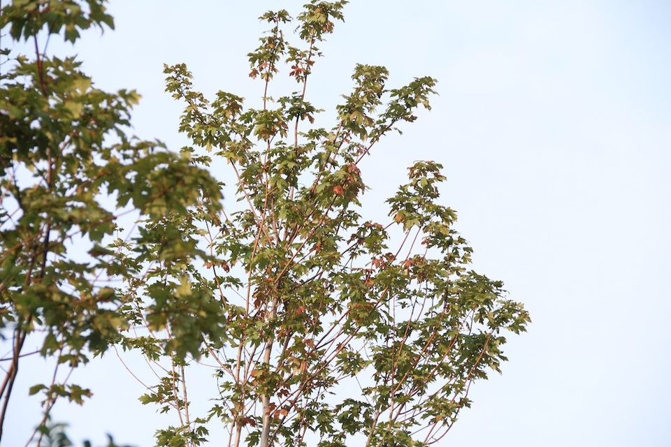 Những lá phong đỏ đang trong giai đoạn chuyển màu, nổi bật giữa tán cây xanh