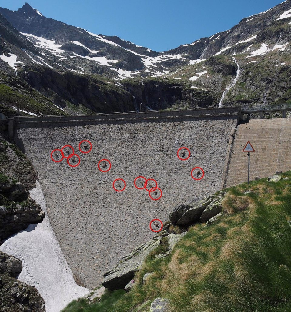 Chúng đứng chen chúc trên vách đá và không bị rơi xuống nhờ phần guốc móng đặc biệt