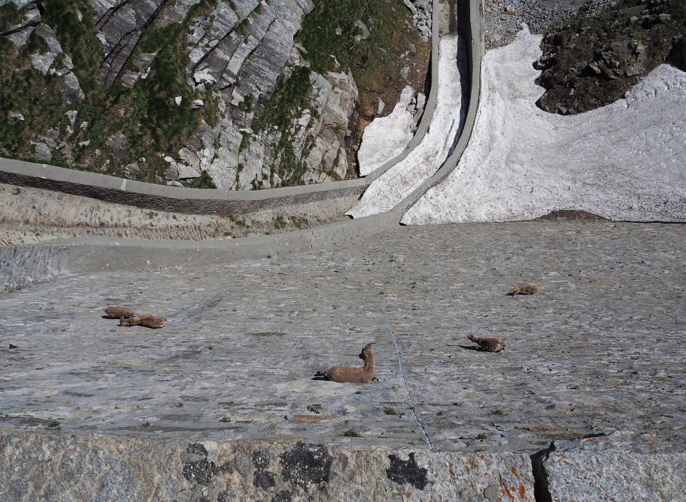 Vách đá gần như dựng đứng nhưng vẫn thu hút bầy dê núi