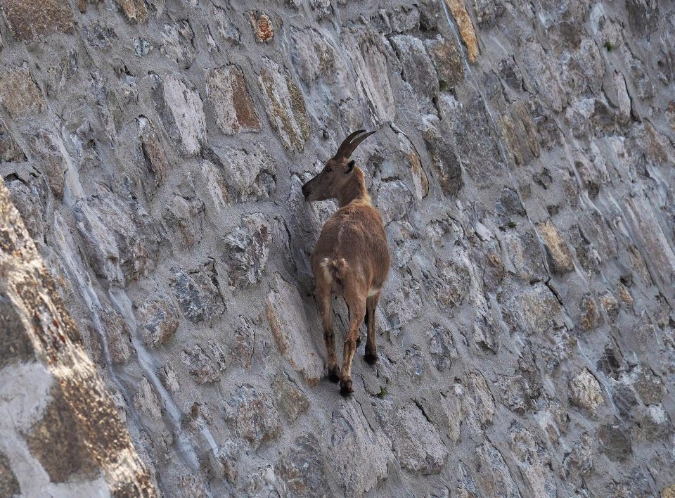 Một con dê đang liếm phần muối và chất khoáng bám trên vách đá