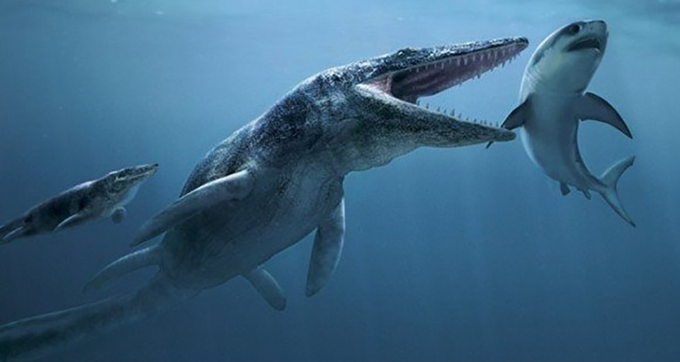 Phát hiện loài “khủng long bạo chúa” dưới biển 85 triệu năm tuổi - 2 Tylosaurus được coi là quái vật có sức mạnh vô song ở đại dương cách đây 85 triệu năm.