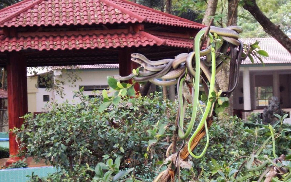 4 điểm du lịch ở Việt Nam khiến khách vừa đi vừa rùng mình sợ hãi - 3 Hình ảnh những đám rắn quấn vào nhau khiến không ít người cảm thấy rùng mình.