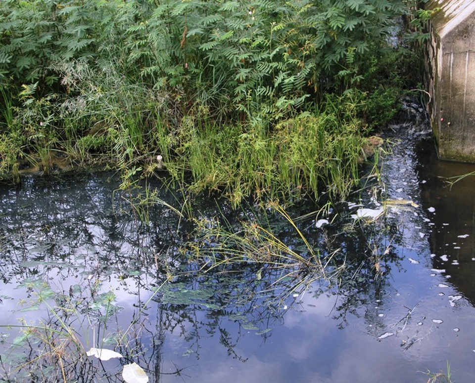 Nước thải từ CCN Cát Trinh ra mương Đồng Đế gây ô nhiễm môi trường.