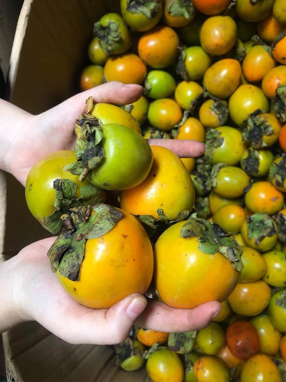 Hồng treo gió 500.000 đồng/kg, khách “khủng bố” đòi hàng phải khóa Facebook - 1 Chọn hồng là khâu quan trọng đầu tiên