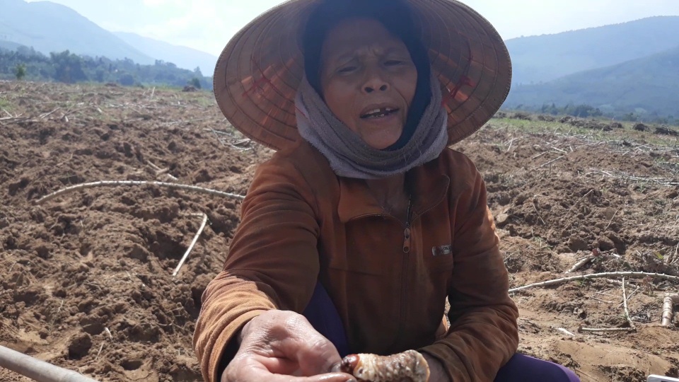 Săn "hải sâm" trên bãi bồi, người dân kiếm 200.000 đồng/kg - 5 Vào thời điểm này, mỗi ngày có hàng trăm người tham gia săn sùng đất để kiếm thêm thu nhập trong lúc nông nhàn. Sùng đất trên bãi bồi là thực phẩm sạch, bổ dưỡng nên được ví như hải sâm trên cạn. Hiện thương lái đang thu mua loại côn trùng này với giá 200.000 đồng/kg.
