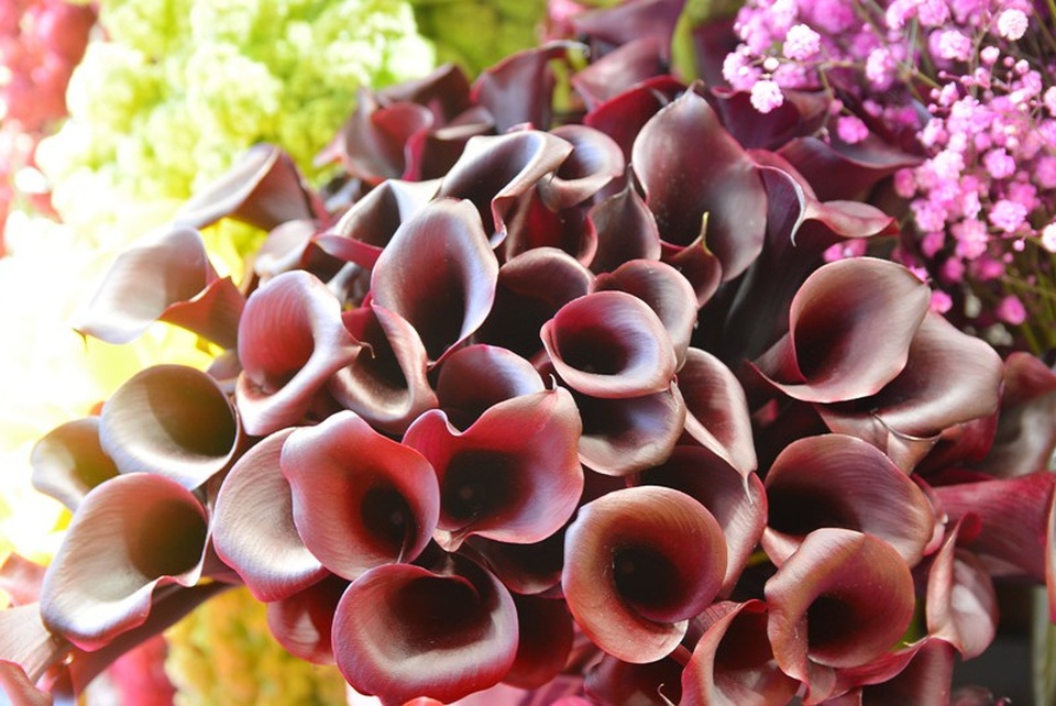 Hoa Rum có màu nâu độc đáo, loại hoa này có thể giữ tươi từ 3 – 5 ngày nếu được cắt gốc và rửa sạch phần nhớt bên dưới.