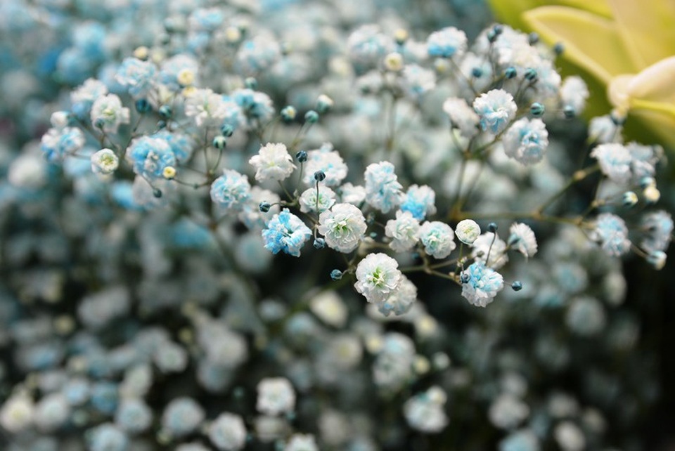 Thị trường 20/10: Xuất hiện nhiều loại hoa có tên... "lạ hoắc" - 5