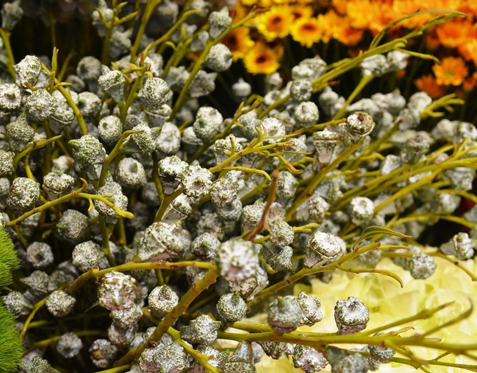 Thị trường 20/10: Xuất hiện nhiều loại hoa có tên... "lạ hoắc" - 7