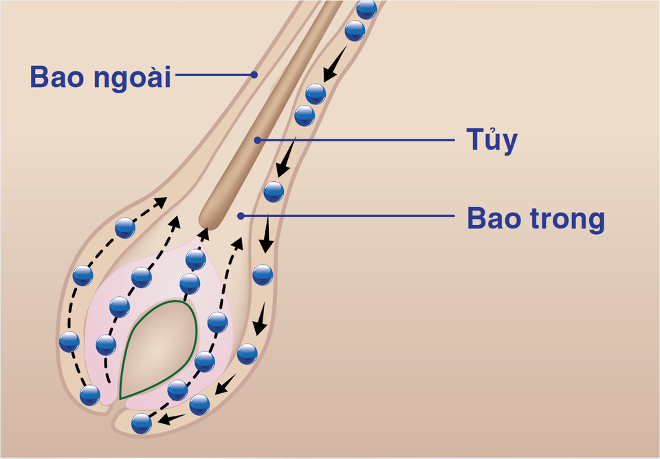 Tế Bào Mầm Tóc: Hi vọng mới cho người rụng tóc, thưa tóc, hói đầu - 1 Càng nhiều Tế Bào Mầm Tóc tham gia vào quá trình biệt hóa, tóc càng mọc nhanh, chắc khỏe.