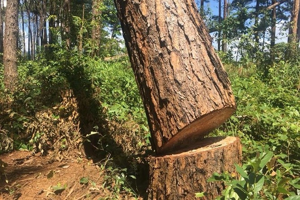 Rừng thông ngay cạnh đồn công an bị "bức tử" để chiếm đất - 3 Một gốc cây lớn bị cưa hạ tại hiện trường