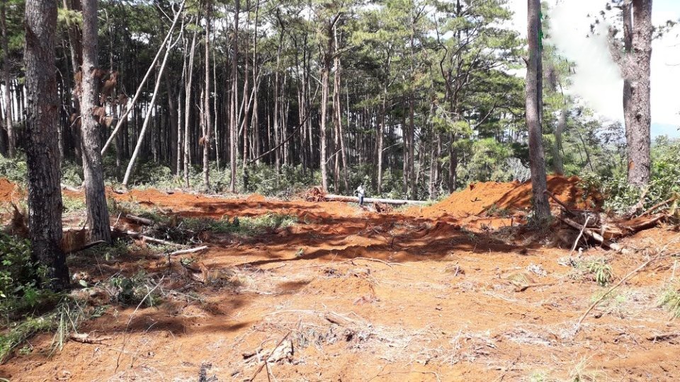Rừng thông ngay cạnh đồn công an bị "bức tử" để chiếm đất - 4 Khoảng 400 m2 đất rừng trồng thông bị san ủi nằm ngay cạnh đồn công an và đối diện trạm kiểm lâm