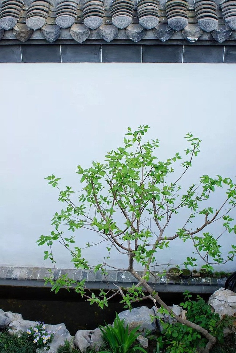 Cô gái biến nhà hoang thành không gian sống trong mơ cho riêng mình - 7 Bên cạnh đó, khoảng sân trống trải lúc trước đã được thay thế bởi một khu vườn tràn ngập cây cối và sắc hoa...
