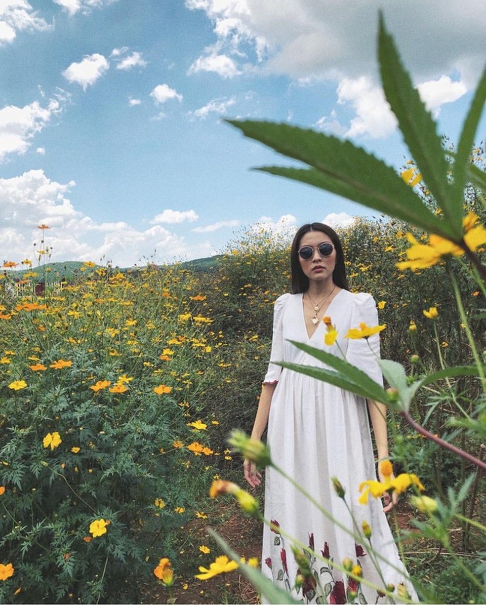 Những bức hình của Tăng Thanh Hà khiến nhiều bạn trẻ thích thú rủ nhau lập kế hoạch lên Đà Lạt vì: mùa dã quỳ đến rồi. Dã quỳ là loài hoa dại, phổ biến ở Tây Nguyên và nhiều tỉnh vùng cao phía Bắc. Tuy nhiên, nói đến mùa dã quỳ người ta thường nhắc đến Đà Lạt.